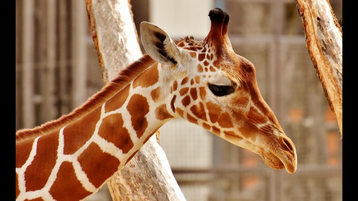 What famous giraffe was placed on birth control in June of