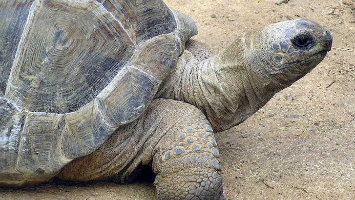 The oldest recorded land animal was a tortoise named Adwaita, approximately  how old was Adwaita when he died? | QuizGriz