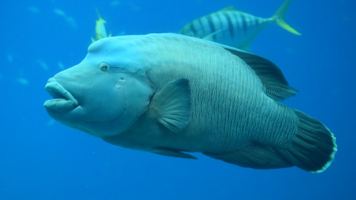 What is the name of the endangered fish that can grow to