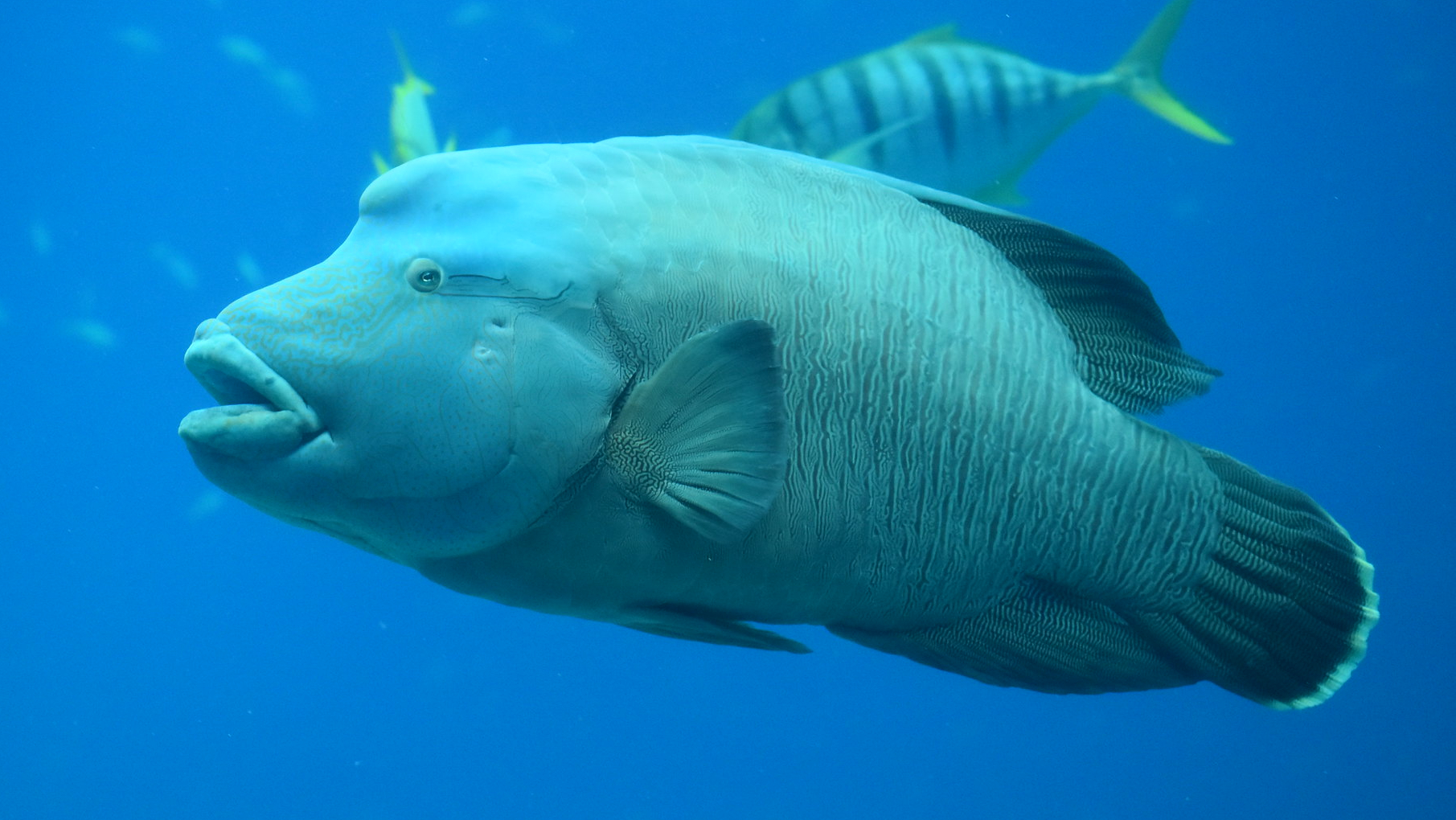 What Is The Name Of The Endangered Fish That Can Grow To Be Over 6 Feet What Is The Name Of The Endangered Fish That Can Grow To Be Over 6 Feet