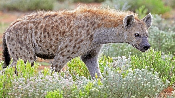 Animals On Safari! Test Your Knowledge of the Animals of Africa With This  Quiz