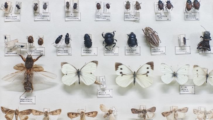 The Science Of Classifying Living Things Is Known As QuizGriz