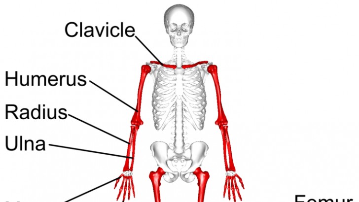 How Many Bones Make Up The Back Bone / Appendicular Skeleton | Learn