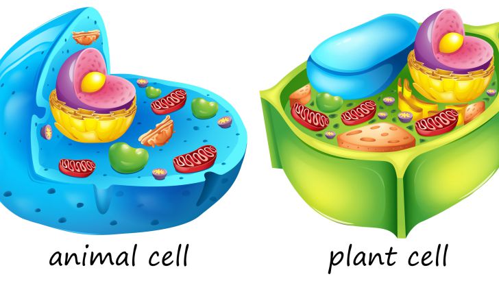 If placed in tap water, an animal cell will expand and then burst whereas a  plant cell will not. What accounts for this difference? | QuizGriz