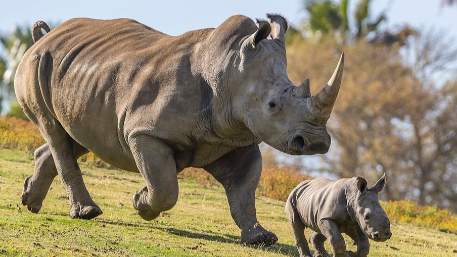 gestation period of white rhino