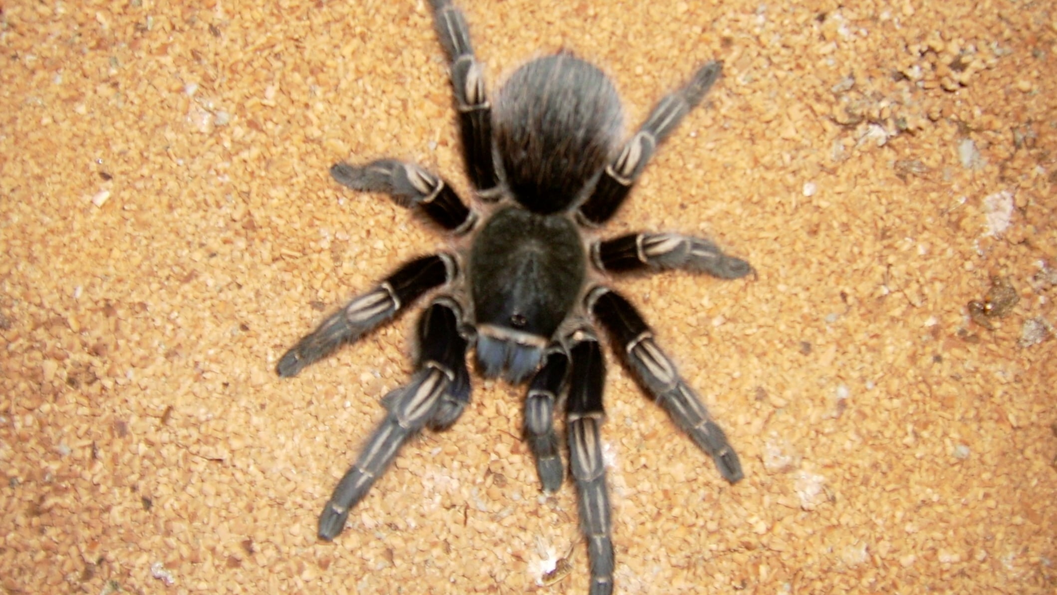 In The Movie Home Alone Kevin s Brother Had A Pet Tarantula What Was The Tarantula s Name 