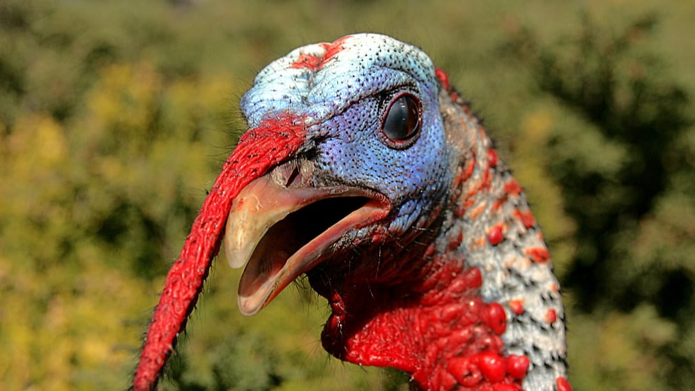 What is the wobbly red piece of flesh on top of the beak of a turkey? -  Quora