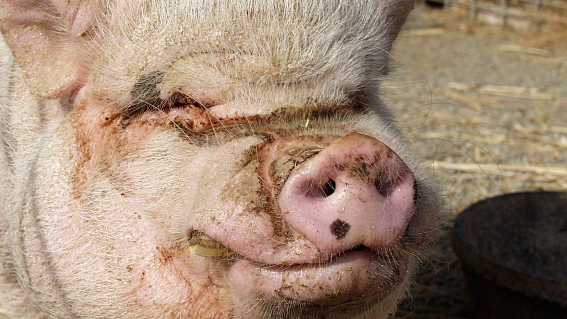 How many toes does a pig have on each foot? | QuizGriz