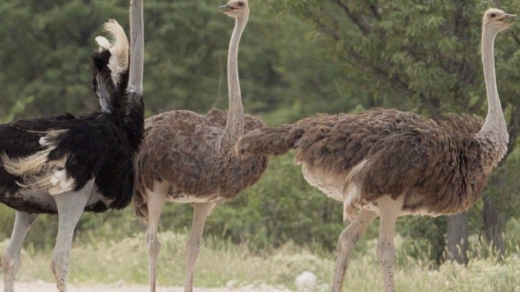 Ostriches, the fastest running two-legged animal on the planet, have unique  feet. How many toes do ostriches have on each foot? | QuizGriz