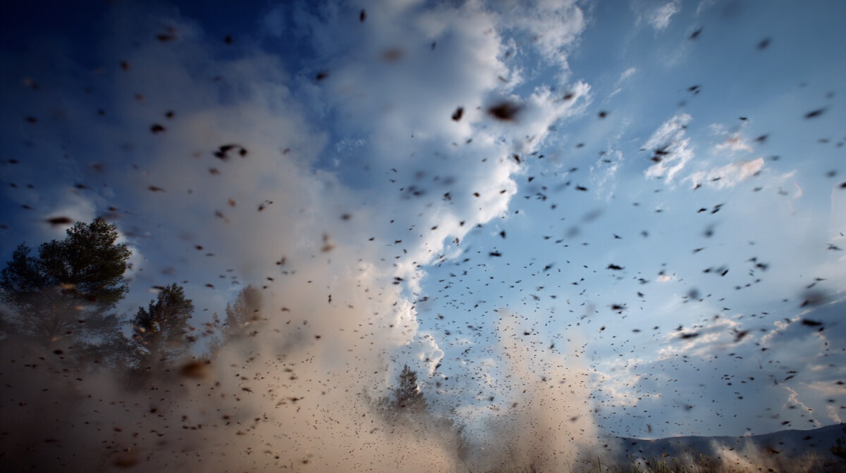 Bugged Out: When Flying Insects Take Over the Outdoors