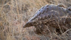 Daily Trivia (October 4, 2026) World Animal Day and General Knowledge Quiz