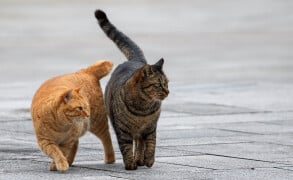 Daily Trivia (October 29, 2026) National Cat Day and General Knowledge Quiz