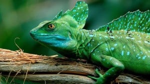 How Much Do You Know About Reptiles? Featured Image