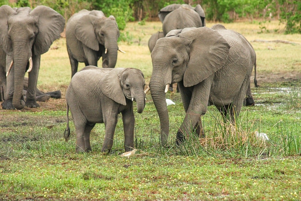 Animals On Safari! Test Your Knowledge of the Animals of Africa With This  Quiz