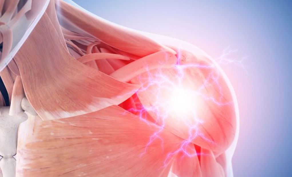 QUIZ Muscular System Quiz